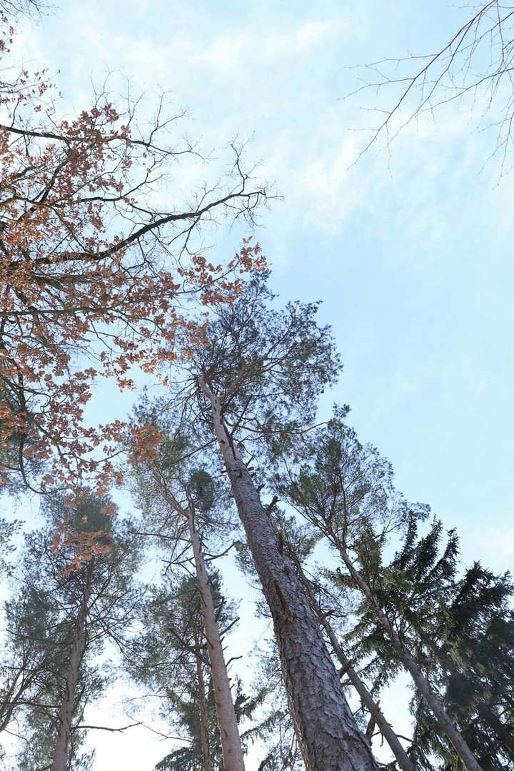 forest
