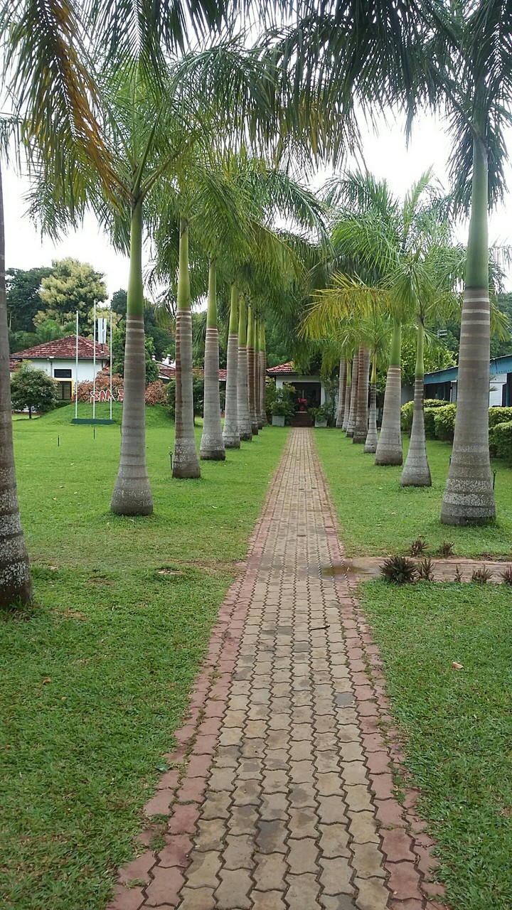 Green garden
