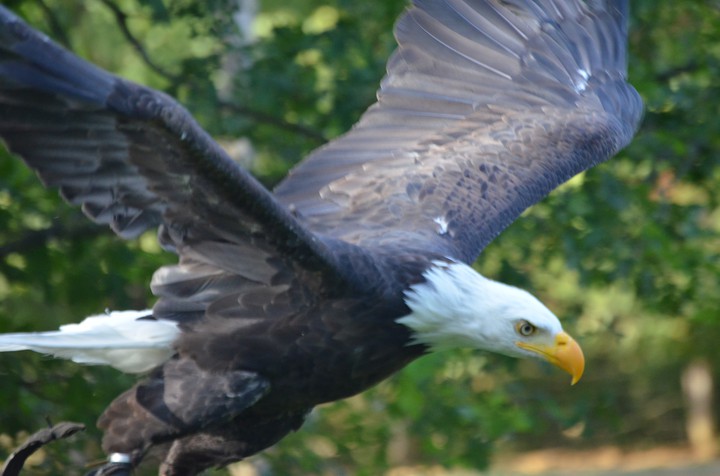 Eagle