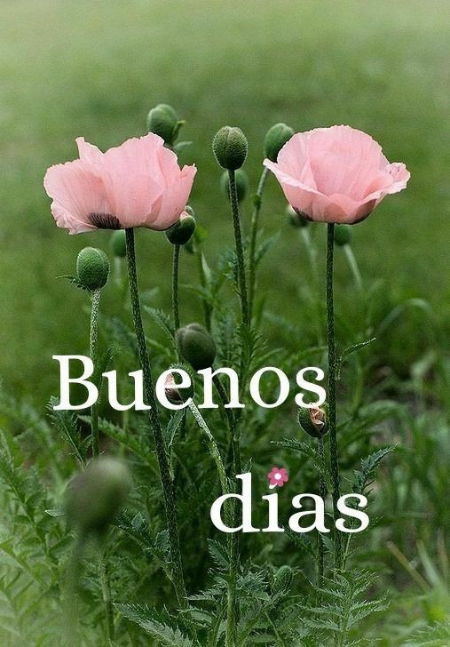 saludos