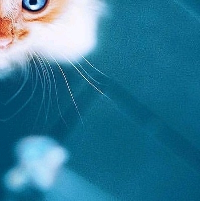 6x puzzle cat