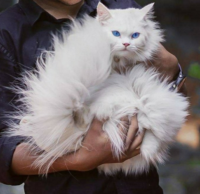 cutie cat