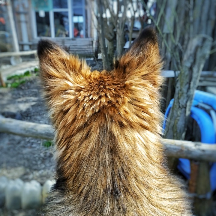 favorite dog
