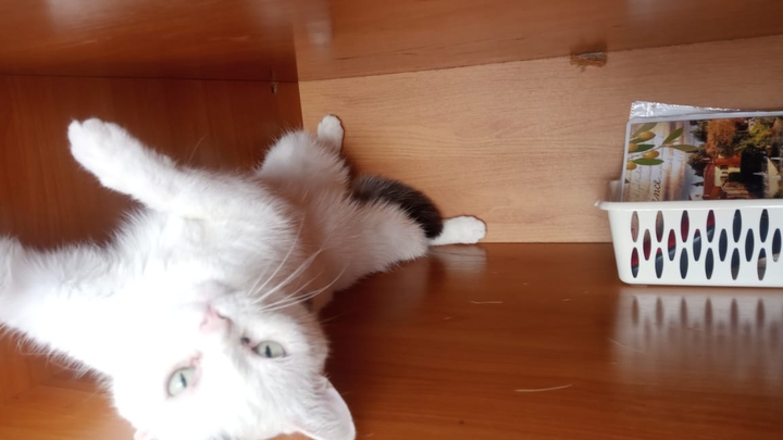 cat
