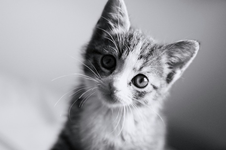 котик