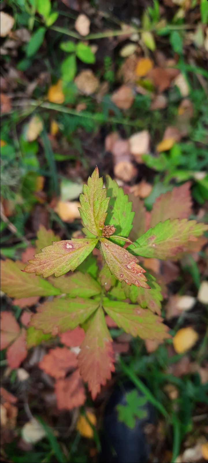 Autumn ❤️