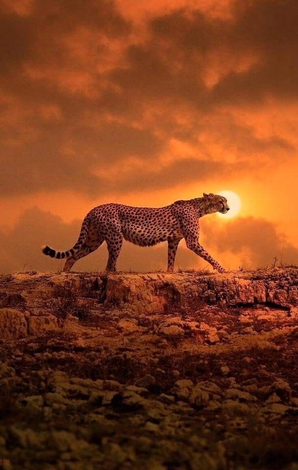 leopard