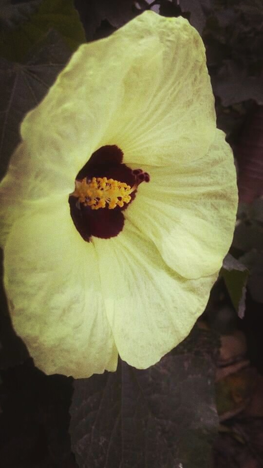Flores