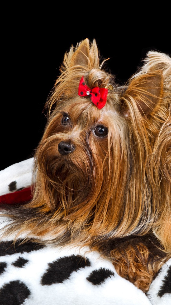Cute Dog