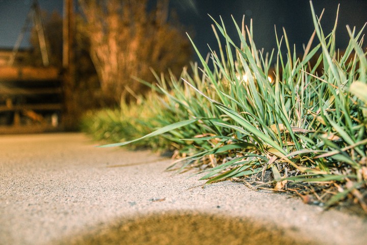 Grass