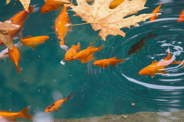 fish