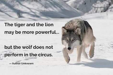i love wolf..