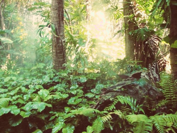 Rainforest