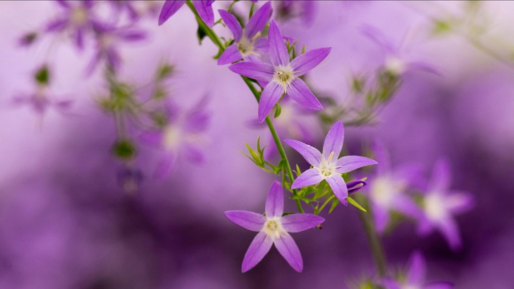 cute flowers