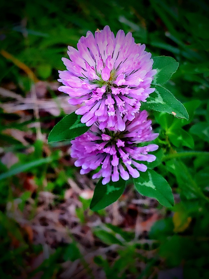 Sweet Clover