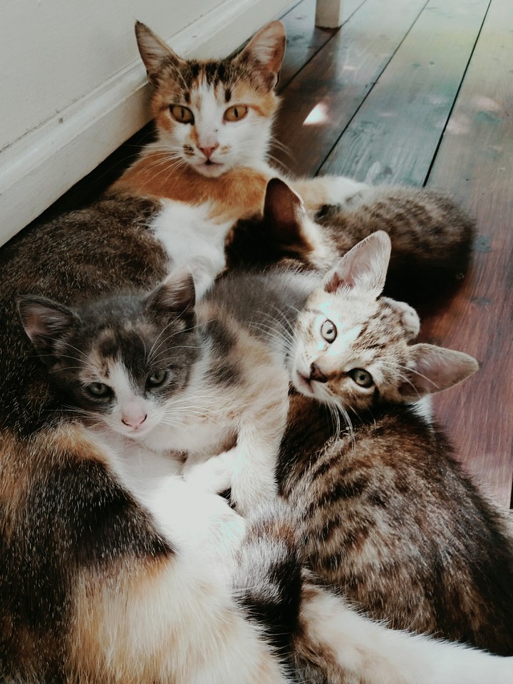 Cat family