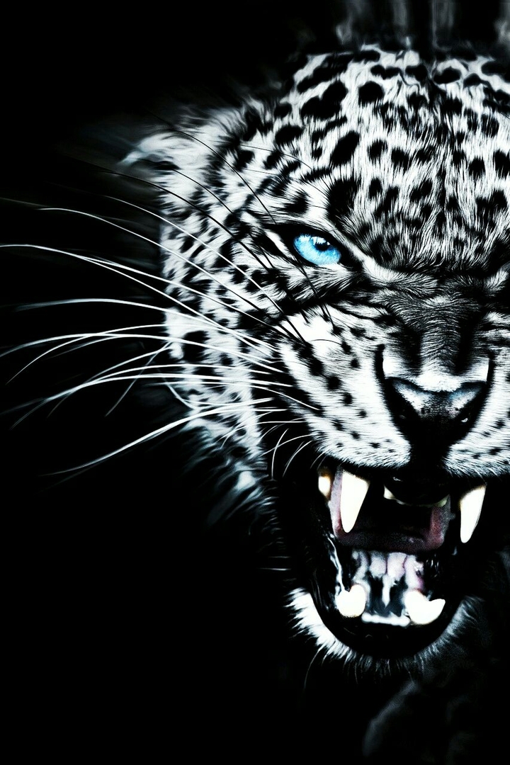 pantera
