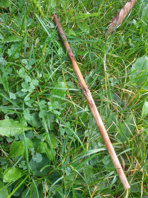 Bambusstock auf der Wiese