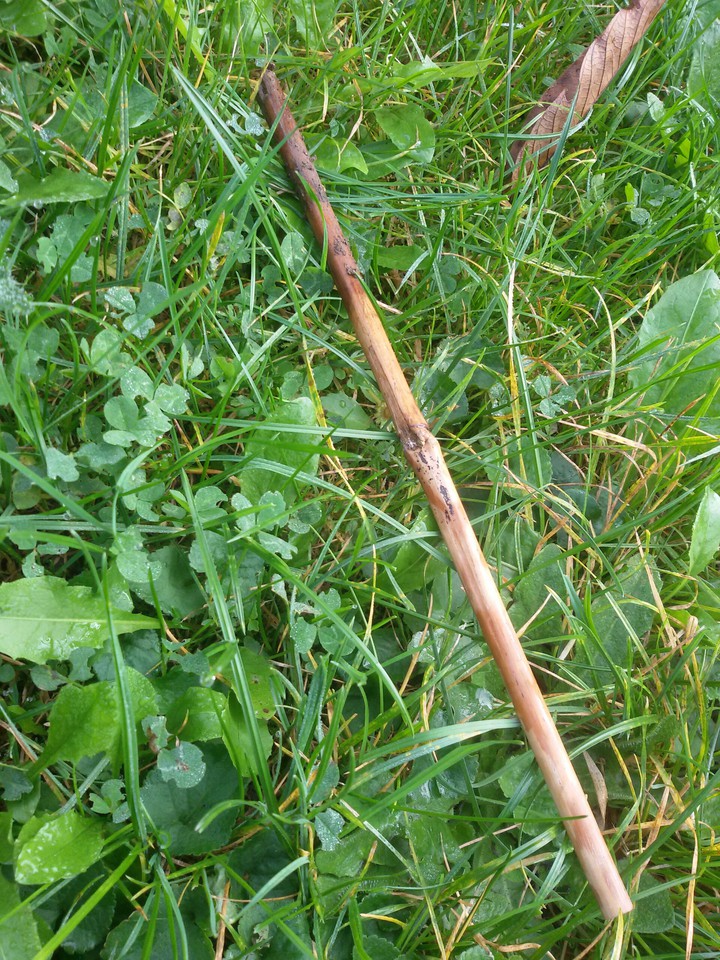 Bambusstock auf der Wiese