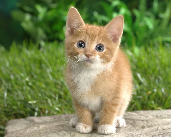 meow