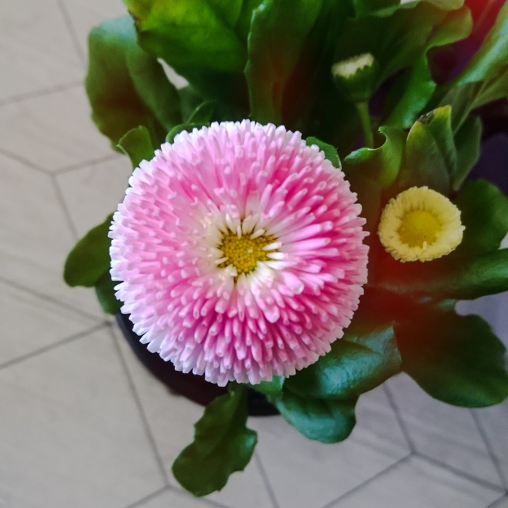 bellis