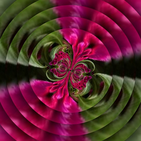 red, purple壁纸