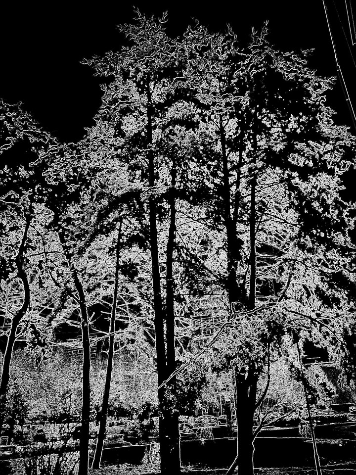 trees