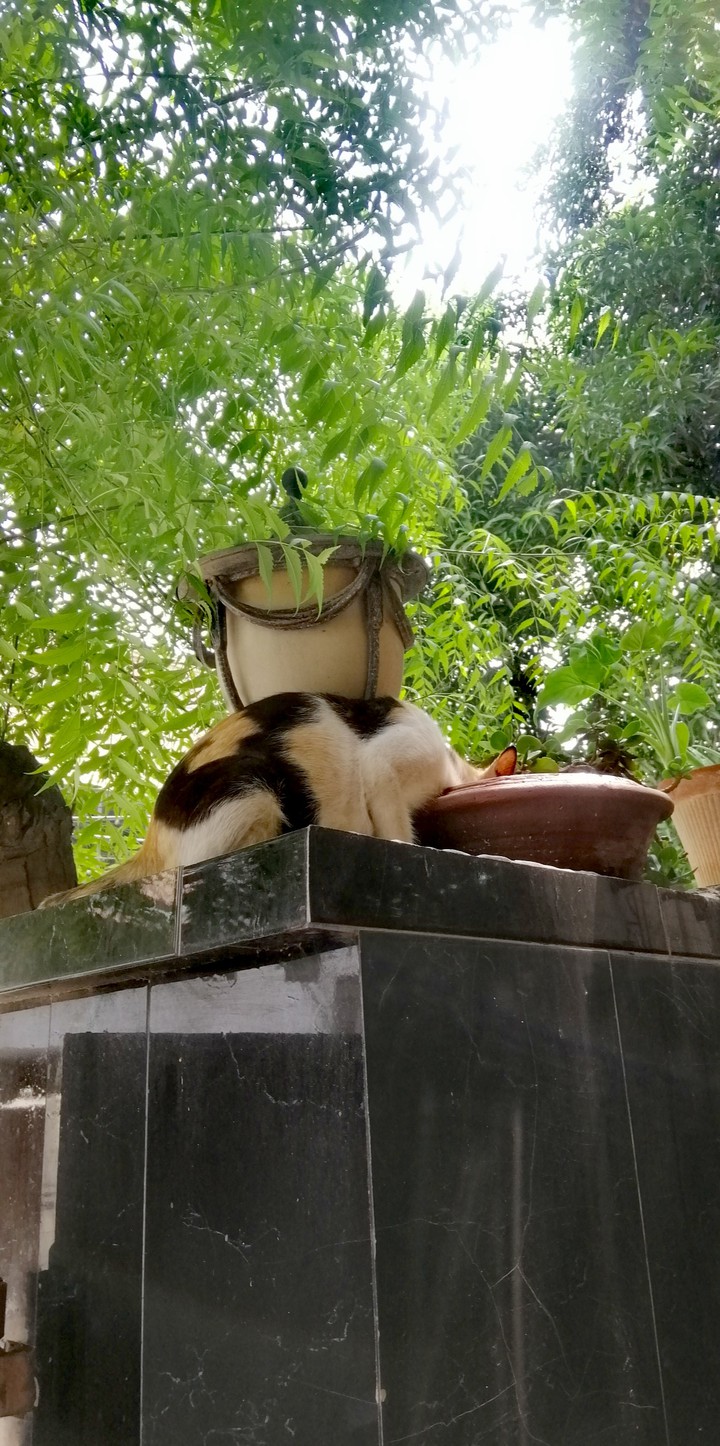 cat
