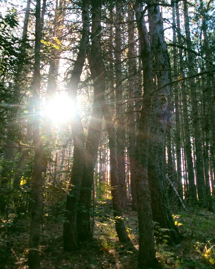 Sunshine