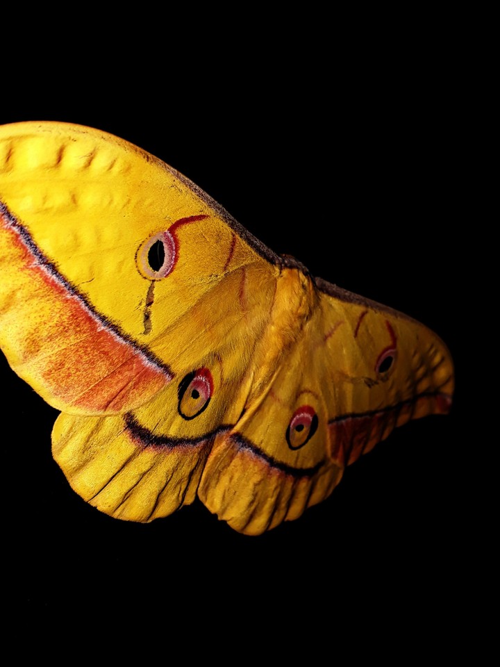 Big night butterfly