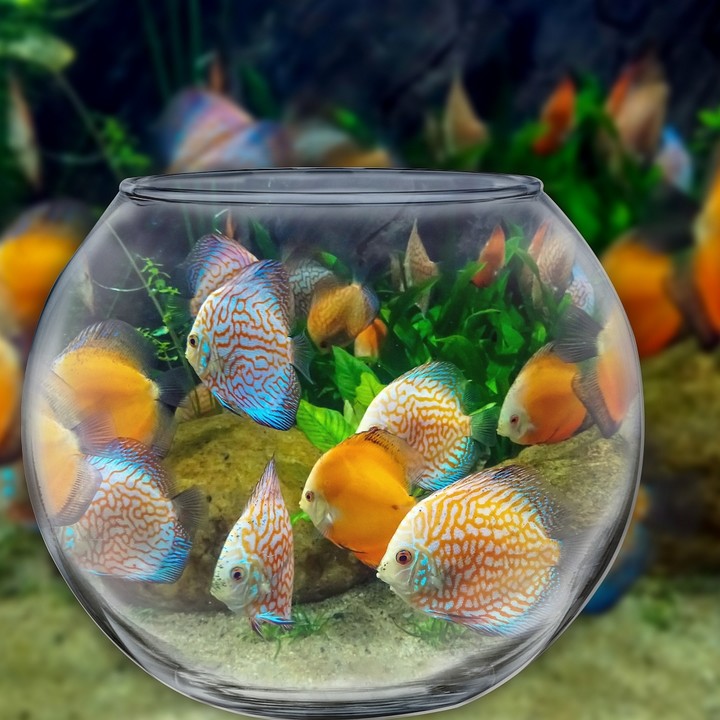 ✨Aquarium✨