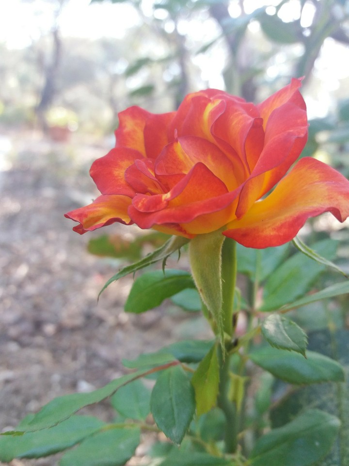 Flower