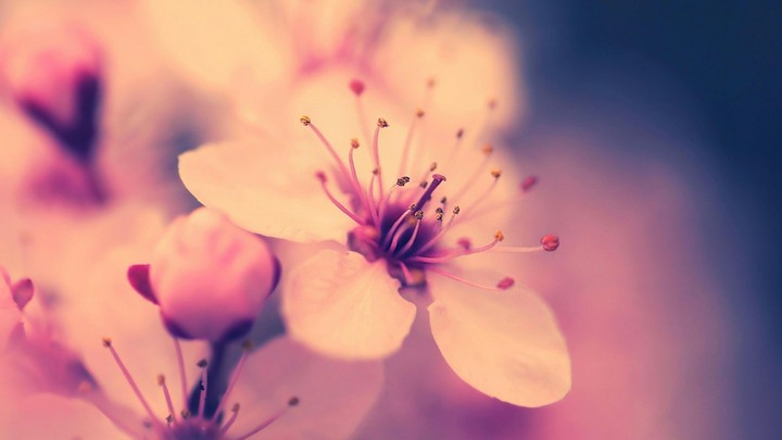bloom