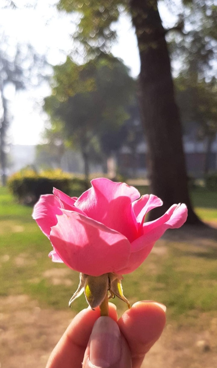 Pink Rose