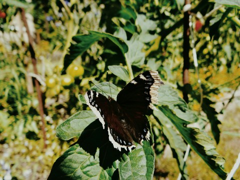 Butterfly