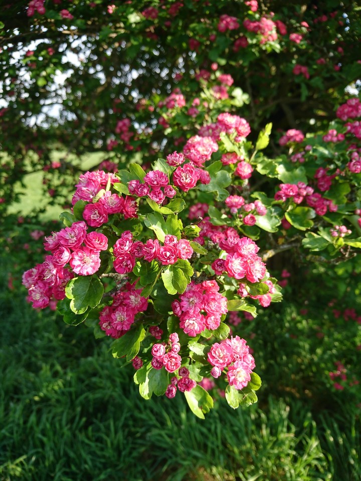 Tiny Roses