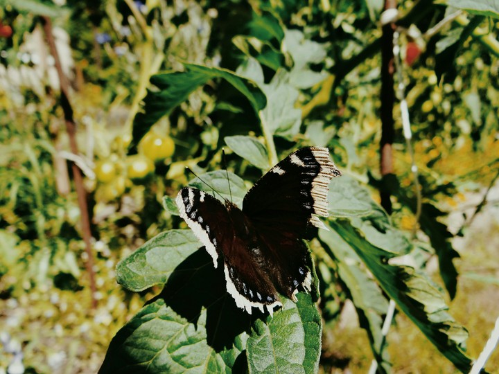 Butterfly
