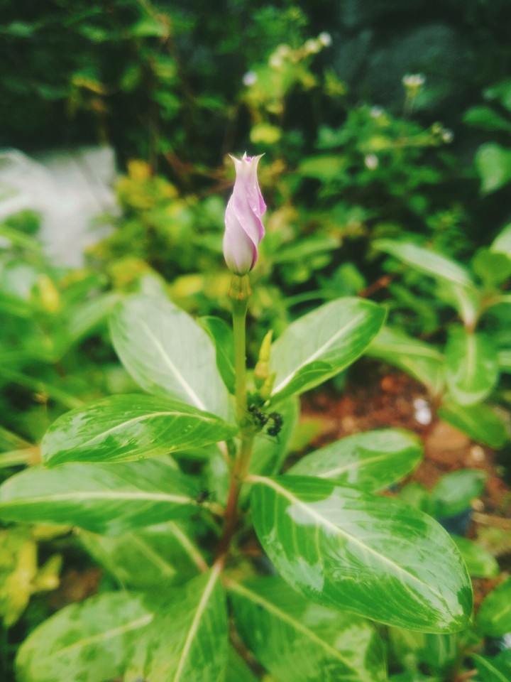 flower # 4