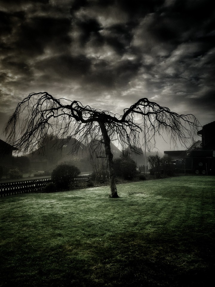 tree