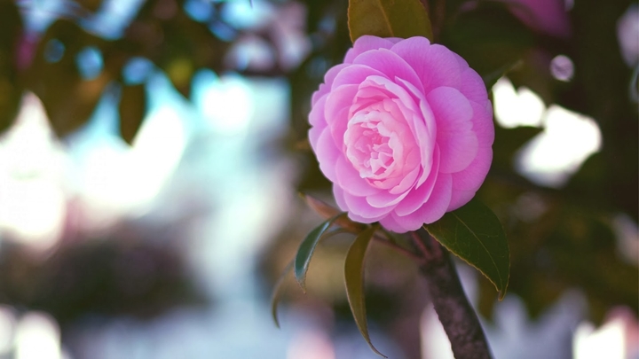 rose