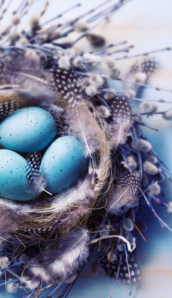 bird_nest