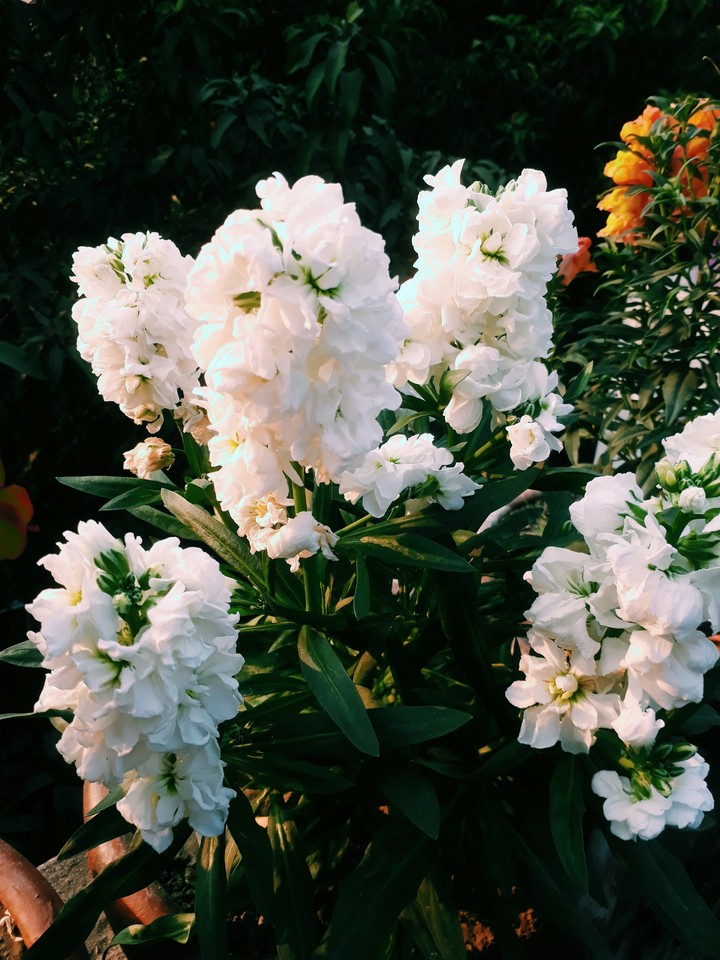 flower