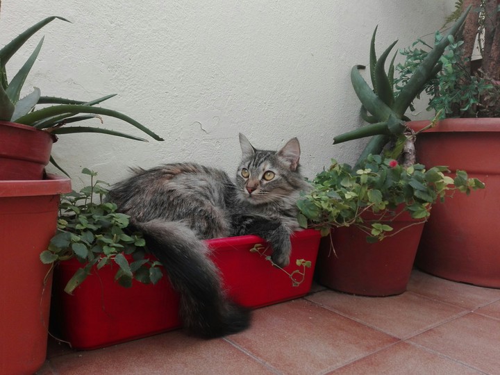 Confortable