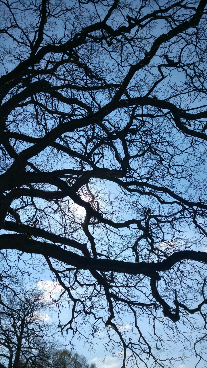 Trees in the sun