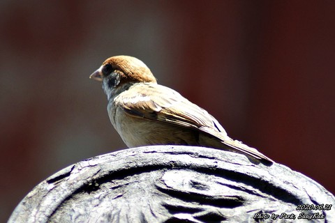sparrow, lark wallpapers