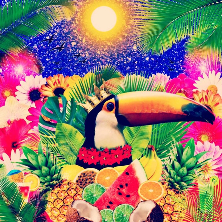 Tucano Rei
