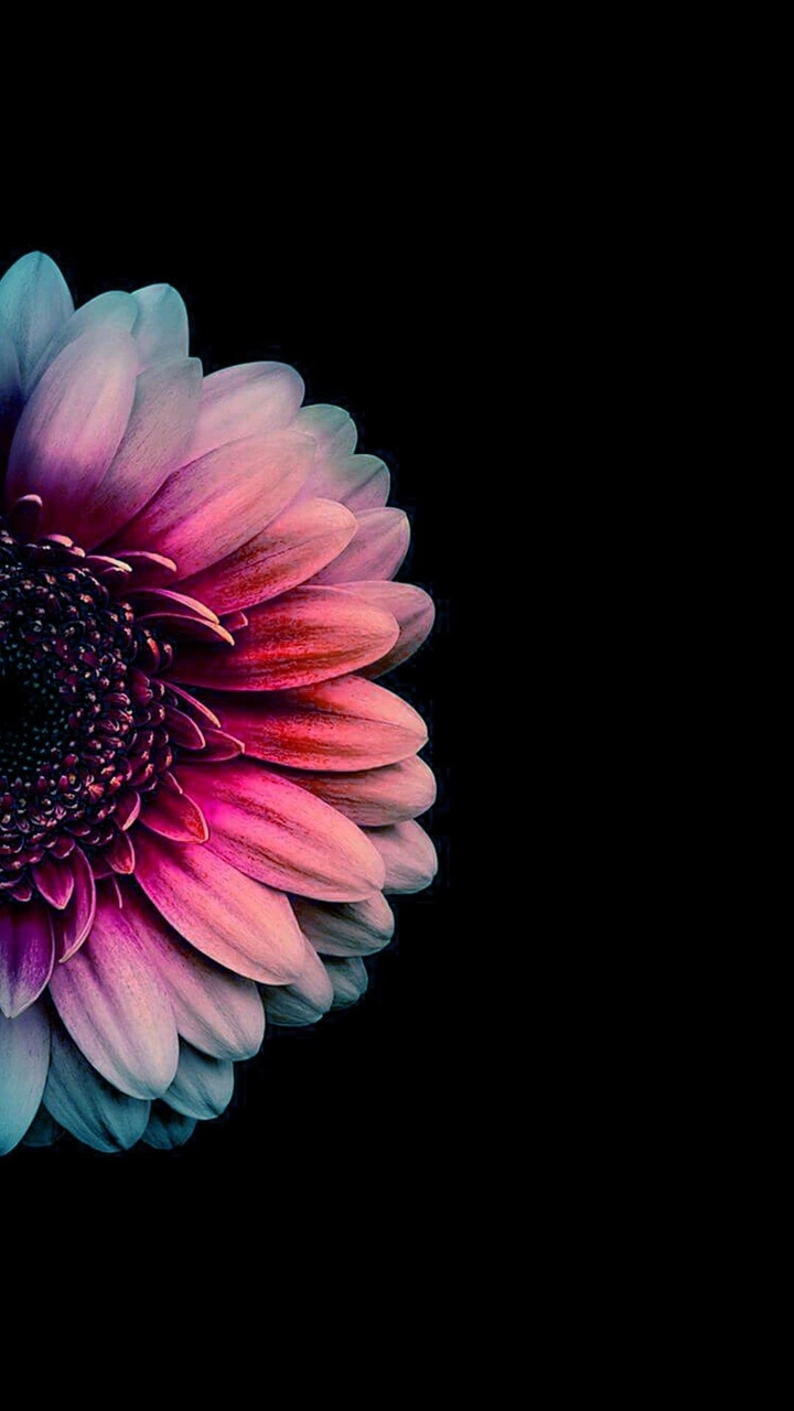 gerbera