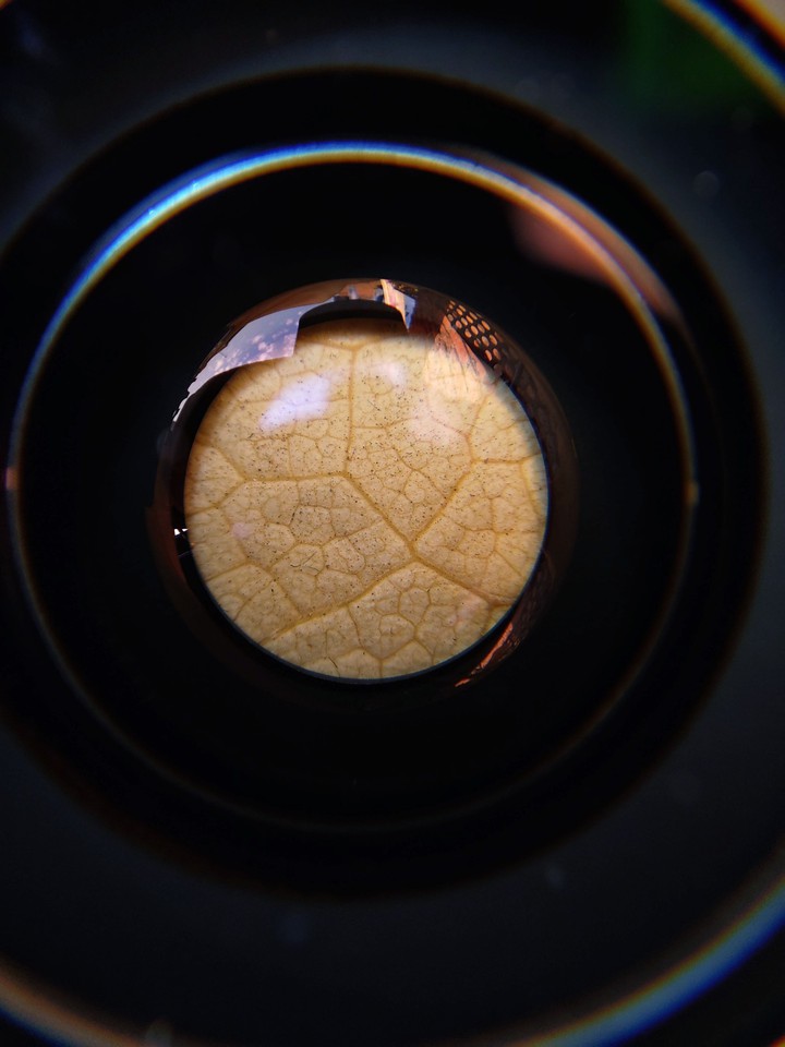 lensing dry leave