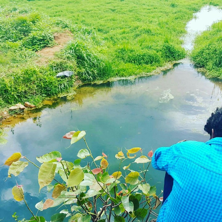 Pond