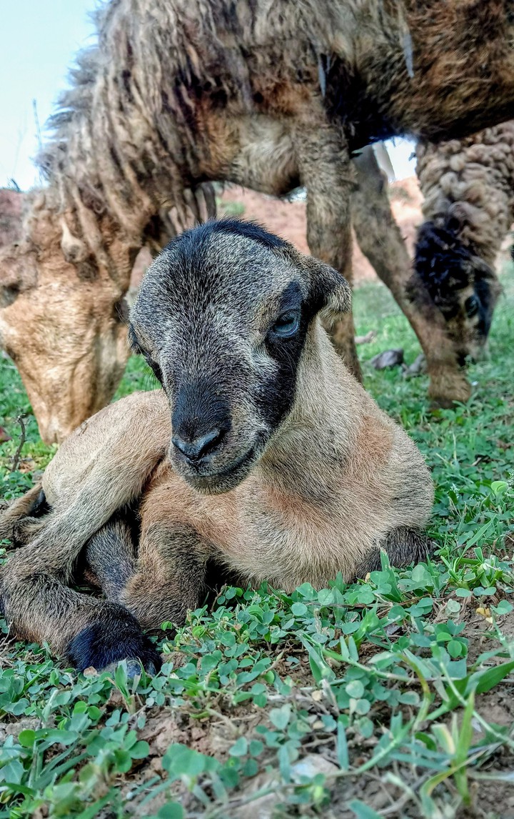 pet